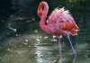 Фото Розовый Фламинго