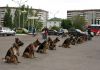 Фото Дрессировка собак в Омске